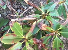 Chory rododendron. Choroby roślin Chory rododendron. Choroby roślin