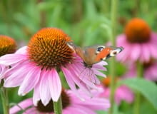 Siew do gruntu Siew do gruntu