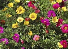 Kwiaty na wietrzny balkon. Portulakę wielkokwiatową można wysiać lub kupić jej rozsadę. Kwitnie aż do jesieni Kwiaty na wietrzny balkon. Portulakę wielkokwiatową można wysiać lub kupić jej rozsadę. Kwitnie aż do jesieni