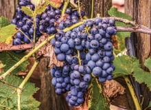 Prowadzenie winorośli Prowadzenie winorośli