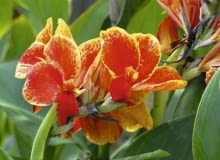 Paciorecznik ogrodowy (Canna edulis). Kwiaty bulwiaste i cebulowe Paciorecznik ogrodowy (Canna edulis). Kwiaty bulwiaste i cebulowe