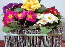 PIERWIOSNEK BEZLODYGOWY PRIMULA ACAULIS INACZEJ PRIMULA VULGARIS KWIAT ROZOWY FIOLETOWY ZOLTY CZERWONY BIALY KOSZYK Z GALAZEK PEDOW PIERWIOSNKI W KOSZYKU ROSLINA DONICZKOWA FOT PAWEL SLOMCZYNSKI SLAJD DUZY PUBLIKACJA KWIETNIK NR 2 (98) - 2.2003