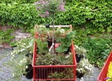 Cały ogród w wózku sklepowym. Ten ogródek łączy rośliny w tonacji różu, fioletu i bieli. Ma cieszyć wszystkie zmysły, więc oprócz roślin ozdobnych pięknie pachnących (np. miniaturowy lilak 'Palibin' szczepiony na pniu) rosną tu truskawki ze zwieszającymi się pędami, rabarbar i zioła. To ogród redakcji e-ogrody.pl. Jeśli Wam się podoba - głosujcie na niego w weekend przy ul. Burakowskiej 5/7 w Warszawie :) Cały ogród w wózku sklepowym. Ten ogródek łączy rośliny w tonacji różu, fioletu i bieli. Ma cieszyć wszystkie zmysły, więc oprócz roślin ozdobnych pięknie pachnących (np. miniaturowy lilak 'Palibin' szczepiony na pniu) rosną tu truskawki ze zwieszającymi się pędami, rabarbar i zioła. To ogród redakcji e-ogrody.pl. Jeśli Wam się podoba - głosujcie na niego w weekend przy ul. Burakowskiej 5/7 w Warszawie :)