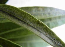 Na liściu widać brązowe samice przędziorka