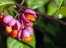 TRZMIELINA EUROPEJSKA 'Red Cascade' ma liczne owoce o różowych okrywach. TRZMIELINA EUROPEJSKA 'Red Cascade' ma liczne owoce o różowych okrywach.