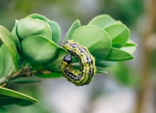 Ćma bukszpanowa Ćma bukszpanowa