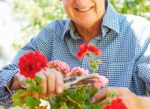 Pelargonie skracamy na zimę