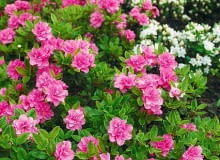 AZALIA ( RHODODENDRON ) ' ROSINETTA ' - KOLOR KWIATOW ROZOWY I BIALY ' PANDA ' - KRZEW , KWIATY FOT. EWA NARKIEWICZ PUBLIKACJA KWIETNIK NR 6 (186) - 6 2010