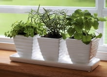 Na parapecie okiennym możemy założyć ogródek ziołowy. Gdy się ociepli, wyniesiemy go na balkon. Ścinanie wierzchołków sprawi, że mocniej się rozkrzewia
