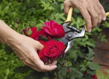 Pierwsze objawy mączniaka lub szarej pleśni często pojawiają się tuż pod kwiatem lub pąkiem. Gdy szybko je wytniemy, ograniczymy rozprzestrzenianie się choroby. Pierwsze objawy mączniaka lub szarej pleśni często pojawiają się tuż pod kwiatem lub pąkiem. Gdy szybko je wytniemy, ograniczymy rozprzestrzenianie się choroby.