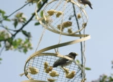 Karmnik dla ptaków, karmnik ze stalowej siatki