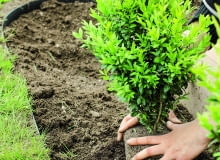 1. Najpierw nadajemy roślinie ogólny zarys (można posłużyć się specjalnym metalowym stelażem i skracać wyrastające poza niego gałązki). 1. Najpierw nadajemy roślinie ogólny zarys (można posłużyć się specjalnym metalowym stelażem i skracać wyrastające poza niego gałązki).