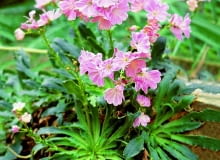 Lewizja liścieniowa nie jest minimalistką. Lubi próchniczną żyzną ziemię, ale bardzo przepuszczalną, i półcieniste miejsca.