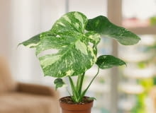 Monstera „Thai Constellation” Monstera „Thai Constellation”