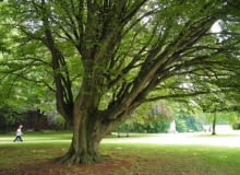 Nieformowany, swobodnie rosnący grab z wiekiem rozrasta się w rozłożyste i bardzo malownicze drzewo. Jego największą ozdobą jest gładka kora i powyginany pień