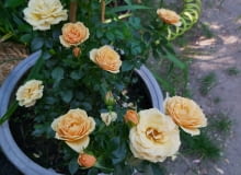 Róża ‘ZORBA” w donicy 50l Róża ‘ZORBA” w donicy 50l