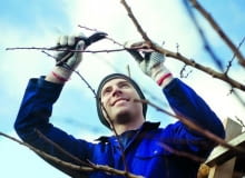 Jeśli nie ma dużych mrozów drzewa i krzewy można przycinać w styczniu i lutym przycinanie drzew