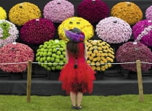 W Wielkim Pawilonie wystawcy zaprezentowali wiele nowych odmian roślin. Na zdjęciu stoisko z chryzantemami. United Kingdom, London : A visitor stops to look at a flower display at the Royal Horticultural Society's Chelsea Flower Show in London on 19 May, 2014. ******* RHS / Justin Tallis / 19.5.14 SLOWA KLUCZOWE: RHS Chelsea Flower show