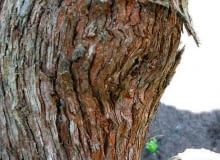 Rdzawoczerwony nalot na pniach lilaków. Rdza na lilakach.