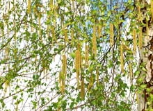 Brzoza brodawkowata - Betula verrucosa