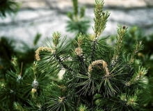 Zwójka sosnóweczka zaatakowała pędy kosodrzewiny (sosny górskiej). ROSLINY SOSNA PINUS - SZKODNIK GASIENICE MOTYLA ZWOJKI SOSNOWECZKI ATAKUJE KRZEWY SOSNY GORSKIEJ I KOSODRZEWINY FOT. GABRIEL LABANOWSKI PUBLIKACJA KWIETNIK NR 3 (147) - 3 2007 - KLINIKA ROSLIN SLOWA KLUCZOWE: ROSLINY SZKODNIKI ZDJĘCIE DO WKŁADKI: PUBLIKACJA KWIETNIK NR 3 (147) - - KLINIKA ROSLIN - CZASOPISMA