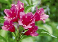 Krzewuszka cudowna (Weigela florida) ROSLINY KRZEWY KRZEWUSZKA CUDOWNA WEIGELA FLORIDA KWIATY FOT. WOJCIECH KINDLARSKI PUBLIKACJA KWIETNIK NR 7 (163) - 7 2008 SLOWA KLUCZOWE: ROSLINY KWIATY ZDJĘCIE DO WKŁADKI: PUBLIKACJA KWIETNIK NR 7 (163) - CZASOPISMA