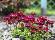 Skalnica Arendsa 'Peter Pan' ONE TIME USE ONLY DO JEDNORAZOWEGO UZYCIA SAXIFRAGA ARENDSII PETER PAS SKALNICA ARENDSA FOT. ZWIAZEK SZKOLKARZY POLSKICH / AGENCJA PROMOCJI ZIELENI PUBLIKACJA KWIETNIK NR 6 (138) - 6.2006 SLOWA KLUCZOWE: ROSLINY KWIATY