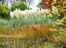 Trawy ozdobne. Wspaniałe puszyste wiechy trawy pampasowej sprawiają, że jest ona prawdziwą gwiazdą jesiennych ogrodów Trawy ozdobne. Wspaniałe puszyste wiechy trawy pampasowej sprawiają, że jest ona prawdziwą gwiazdą jesiennych ogrodów