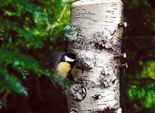 12.10.03 WARSZAWA PARK SKARYSZEWSKI PADEREWSKIEGO JESIEN POMYSLY DO PISMA KWIETNIK POMYSL I WYKONANIE PIOTR SYGA ZWIERZETA PTAKI DOKARMIANIE KARMNIK FOT. PAWEL SLOMCZYNSKI AGENCJA GAZETA