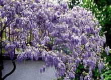 Prawidłowo prowadzona glicynia (<i>Wisteria</i>) kwitnie bardzo obficie.