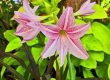 W kwiatostanie hipeastrum pąki rozwijają się jeden po drugim.