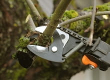 Wiosenne cięcie roślin w ogrodzie Wiosenne cięcie roślin w ogrodzie