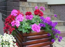 Pelargonie wyjątkowo ładnie komponują się z kwiatami o kontrastowych barwach. Pelargonie wyjątkowo ładnie komponują się z kwiatami o kontrastowych barwach.