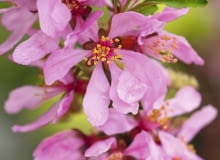 Migdałowiec karłowy (Prunus tenella) 'Fire Hill' to cenny krzew kwitnący wczesną wiosną - w szkółkach produkowane są również formy szczepione w formie malutkich drzewek