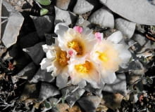 Ariokarpus Retusus w naturze A. retsus