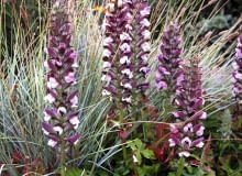 akant Acanthus hungaricus 'Alex' and Agastache 'Purple Haze' Kwekerij Jacobs - Jacobs Garden and Nursery, Netherlands SLOWA KLUCZOWE: Close Up Garten Holland Juli krautig krautige Nahaufnahme Niederlande Perennial Staude