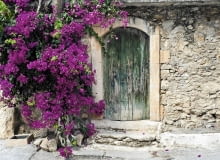 bugenwilla bugenwilla