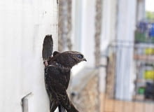 Dla jerzyków można zawiesić budki lęgowe o budowie dostosowanej do ich potrzeb