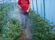 Nawożenie pomidorów