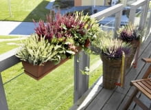 Wrzosy, wbrew pozorom, mają nie tylko kolor fioletowy (odcień zwany wrzosowym). Są też odmiany białe, różowe i ciemnoczerwone, a sam fiolet występuje w pełnej gamie odcieni. Natomiast liście mogą być szare, żółte, pomarańczowe, a u niektórych odmian - niemal czerwone. Wrzosy, wbrew pozorom, mają nie tylko kolor fioletowy (odcień zwany wrzosowym). Są też odmiany białe, różowe i ciemnoczerwone, a sam fiolet występuje w pełnej gamie odcieni. Natomiast liście mogą być szare, żółte, pomarańczowe, a u niektórych odmian - niemal czerwone.