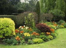 rabata pod klonami spring border with philadelphus aureus (mock orange) acer palmatum (maple) tulipa (tulip), prinses irene , ballerina , westpoint , abu hassam ,and aleppo, euphorbia polychroma (spurge).