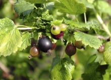 Porzeczkoagrest Porzeczkoagrest