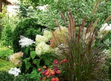 Hortensja bukietowa 'Limelight' i rozplenica 'Rubrum' to wyjątkowo dobrany duet. Tutaj towarzyszą im także formowany cis i dereń 'Elegantissima'. Hortensja bukietowa 'Limelight' i rozplenica 'Rubrum' to wyjątkowo dobrany duet. Tutaj towarzyszą im także formowany cis i dereń 'Elegantissima'.