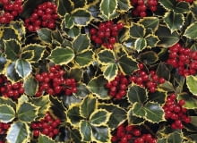 Ostrokrzew kolczasty 'Rubricaulis Aurea' Ilex aquifolium 'Rubricaulis Aurea' SLOWA KLUCZOWE: Ilex aquifolium 'Rubricaulis Aurea' Rubricaulis Aurea Ilex aquifolium