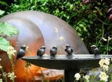 Na metalowej misie z wodą zastygły wszędobylskie wróble.