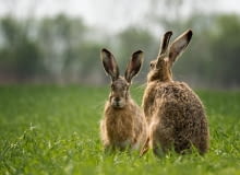 Dorosłe zające żyją średnio 5 lat. Z biologicznego punktu widzenia to krótko, ale są celem polowań niemal wszystkich ssaków i ptaków drapieżnych, a także naszych domowych psów i kotów.