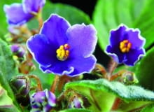 Fiołek afrykański (Saintpaulia ionantha) 'Bright eyes'. Ma niebieskie kwiaty Fiołek afrykański (Saintpaulia ionantha) 'Bright eyes'. Ma niebieskie kwiaty