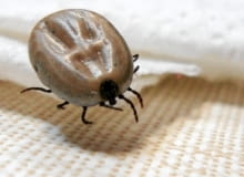 26.04.2011 PLOCK , KLESZCZ . FOT. PIOTR AUGUSTYNIAK / AGENCJA GAZETA