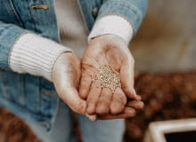 Co siać we wrześniu w ogrodzie