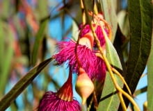 Eucalyptus_leucoxylon_rosea Eucalyptus_leucoxylon_rosea